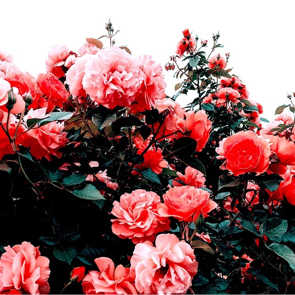 Meet your Posher - Picture 1 of 1